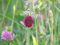 Sanguisorba officinalisGrote pimpernel bestellen